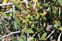 06-03-2009 : Tenerife, Jour 01, Garachico, Montaña de Taco, Punta de Teno, Masca