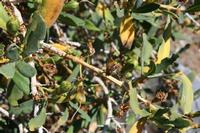 06-03-2009 : Tenerife, Jour 01, Garachico, Montaña de Taco, Punta de Teno, Masca