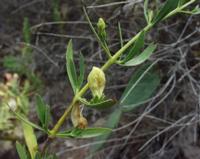 06-12-2001 : Tenerife, Jour 03, Barranco del infernio près d'Adeje