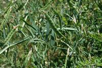 05-29-2009 : La Palma, Jour 07, Barlovento, Fuente de los Poleos