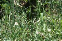 05-29-2009 : La Palma, Jour 07, Barlovento, Fuente de los Poleos