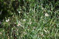 05-29-2009 : La Palma, Jour 07, Barlovento, Fuente de los Poleos