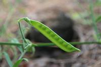 05-26-2009 : La Palma, Jour 04, Coulée de lave, Fuencaliente, Volcan Teneguia