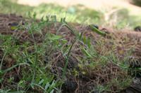 05-26-2009 : La Palma, Jour 04, Coulée de lave, Fuencaliente, Volcan Teneguia