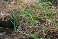 05-26-2009 : La Palma, Jour 04, Coulée de lave, Fuencaliente, Volcan Teneguia