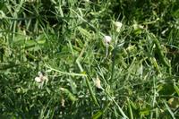 05-29-2009 : La Palma, Jour 07, Barlovento, Fuente de los Poleos