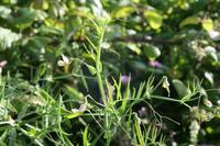 05-29-2009 : La Palma, Jour 07, Barlovento, Fuente de los Poleos