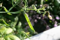 05-29-2009 : La Palma, Jour 07, Barlovento, Fuente de los Poleos