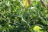 05-29-2009 : La Palma, Jour 07, Barlovento, Fuente de los Poleos