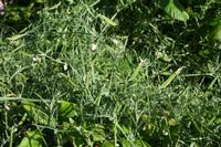 05-29-2009 : La Palma, Jour 07, Barlovento, Fuente de los Poleos