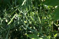 05-29-2009 : La Palma, Jour 07, Barlovento, Fuente de los Poleos