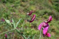 05-23-2009 : La Palma, Jour 01, Breña Baja, Mazo, la Montaña