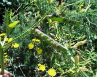 06-13-2001 : Tenerife, Jour 04, Ponte del Agua