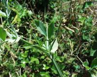 06-13-2001 : Tenerife, Jour 04, Ponte del Agua