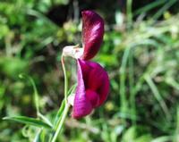 06-13-2001 : Tenerife, Jour 04, Ponte del Agua