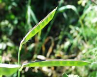 06-13-2001 : Tenerife, Jour 04, Ponte del Agua