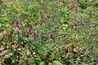 05-23-2009 : La Palma, Jour 01, Breña Baja, Mazo, la Montaña