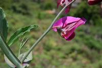 05-23-2009 : La Palma, Jour 01, Breña Baja, Mazo, la Montaña