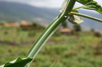 05-23-2009 : La Palma, Jour 01, Breña Baja, Mazo, la Montaña