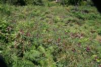 05-23-2009 : La Palma, Jour 01, Breña Baja, Mazo, la Montaña