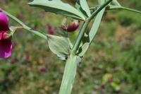 05-23-2009 : La Palma, Jour 01, Breña Baja, Mazo, la Montaña