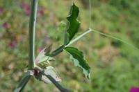 05-23-2009 : La Palma, Jour 01, Breña Baja, Mazo, la Montaña