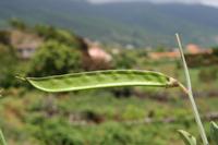 05-23-2009 : La Palma, Jour 01, Breña Baja, Mazo, la Montaña