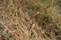 05-24-2009 : La Palma, Jour 02, Barranco de las Nieves