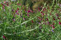 05-27-2009 : La Palma, Jour 05, Roque de los muchachos, Caldera de Taburiente, Observatoires, El Time