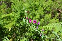 05-28-2009 : La Palma, Jour 06, Cubo de la Galga, Playa de Nogales