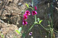 05-29-2009 : La Palma, Jour 07, Barlovento, Fuente de los Poleos