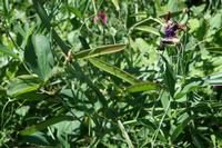 05-29-2009 : La Palma, Jour 07, Barlovento, Fuente de los Poleos