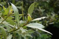 06-06-2009 : Tenerife, Jour 04, Mirador de Jardina, Parque rural d'Anaga, Forêt pluviale