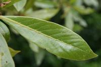 06-06-2009 : Tenerife, Jour 04, Mirador de Jardina, Parque rural d'Anaga, Forêt pluviale