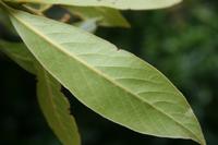 06-06-2009 : Tenerife, Jour 04, Mirador de Jardina, Parque rural d'Anaga, Forêt pluviale