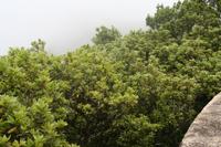 06-06-2009 : Tenerife, Jour 04, Mirador de Jardina, Parque rural d'Anaga, Forêt pluviale