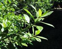 06-13-2001 : Tenerife, Jour 04, Ponte del Agua