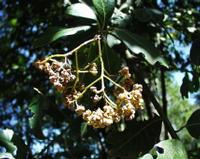 06-13-2001 : Tenerife, Jour 04, Ponte del Agua