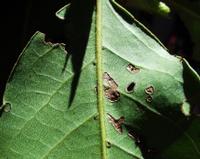 06-13-2001 : Tenerife, Jour 04, Ponte del Agua