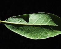06-13-2001 : Tenerife, Jour 04, Ponte del Agua