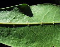 06-13-2001 : Tenerife, Jour 04, Ponte del Agua