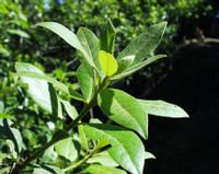 06-13-2001 : Tenerife, Jour 04, Ponte del Agua
