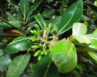 06-15-2001 : Tenerife, Jour 06, Forêt pluviale, Massif Taganana, Anaga