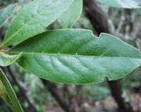 06-15-2001 : Tenerife, Jour 06, Forêt pluviale, Massif Taganana, Anaga