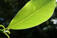 05-23-2009 : La Palma, Jour 01, Breña Baja, Mazo, la Montaña
