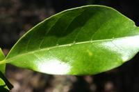 05-23-2009 : La Palma, Jour 01, Breña Baja, Mazo, la Montaña