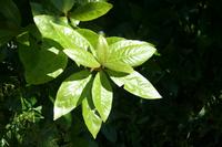 05-30-2009 : La Gomera, Jour 01, avant le tunnel, Parque de Garajonay, El Bailadero, Los Roques