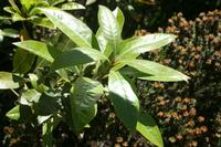 05-30-2009 : La Gomera, Jour 01, avant le tunnel, Parque de Garajonay, El Bailadero, Los Roques