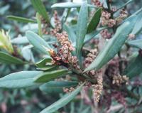 06-11-2001 : Tenerife, Jour 02, Montaña roja, déjeuner versant Sud, la Caldera du Teide