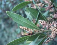06-11-2001 : Tenerife, Jour 02, Montaña roja, déjeuner versant Sud, la Caldera du Teide